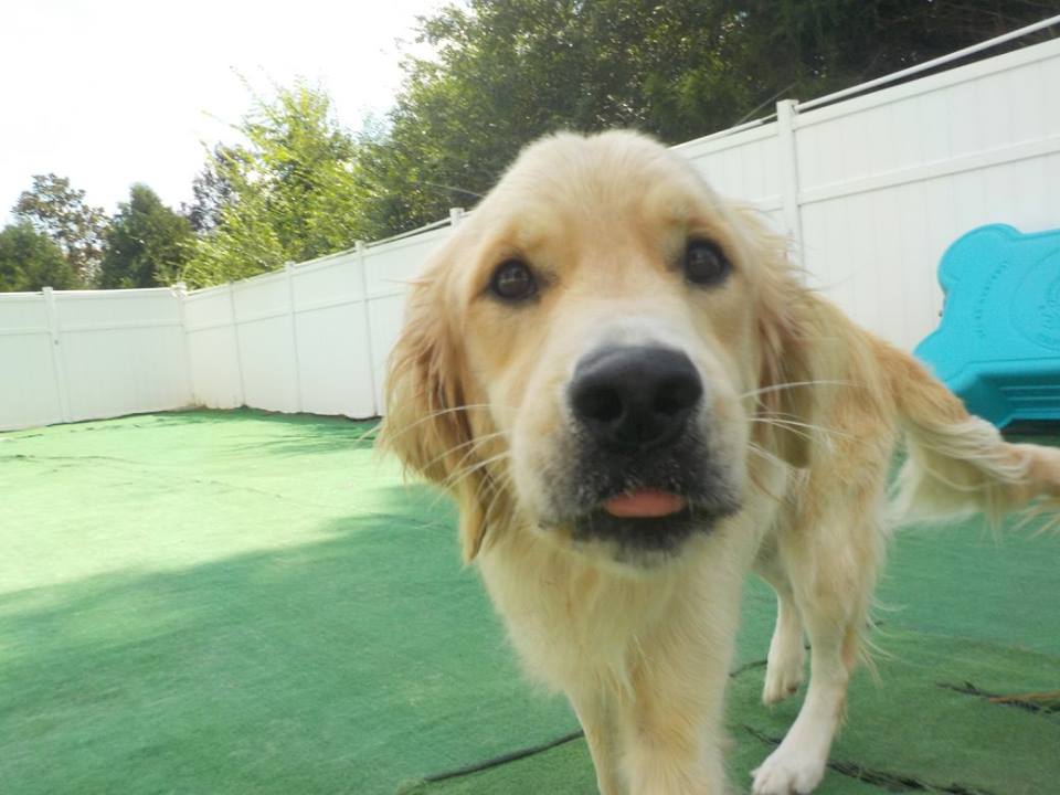 Dog Boarding, Training, and Daycare in Matthews and Charlotte Area