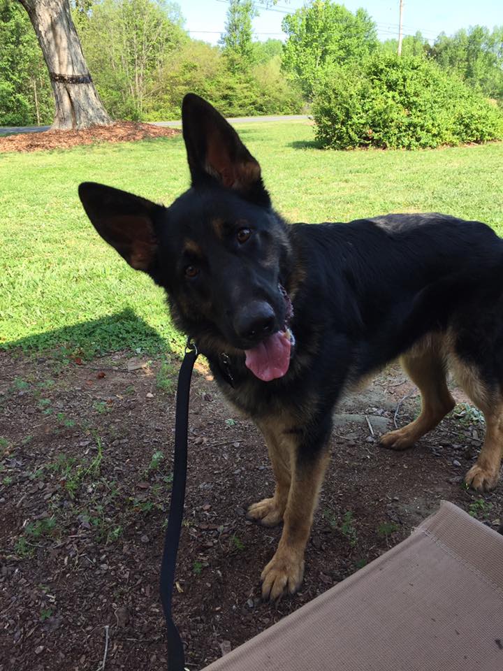 Dog Boarding, Training, and Daycare in Matthews and Charlotte Area