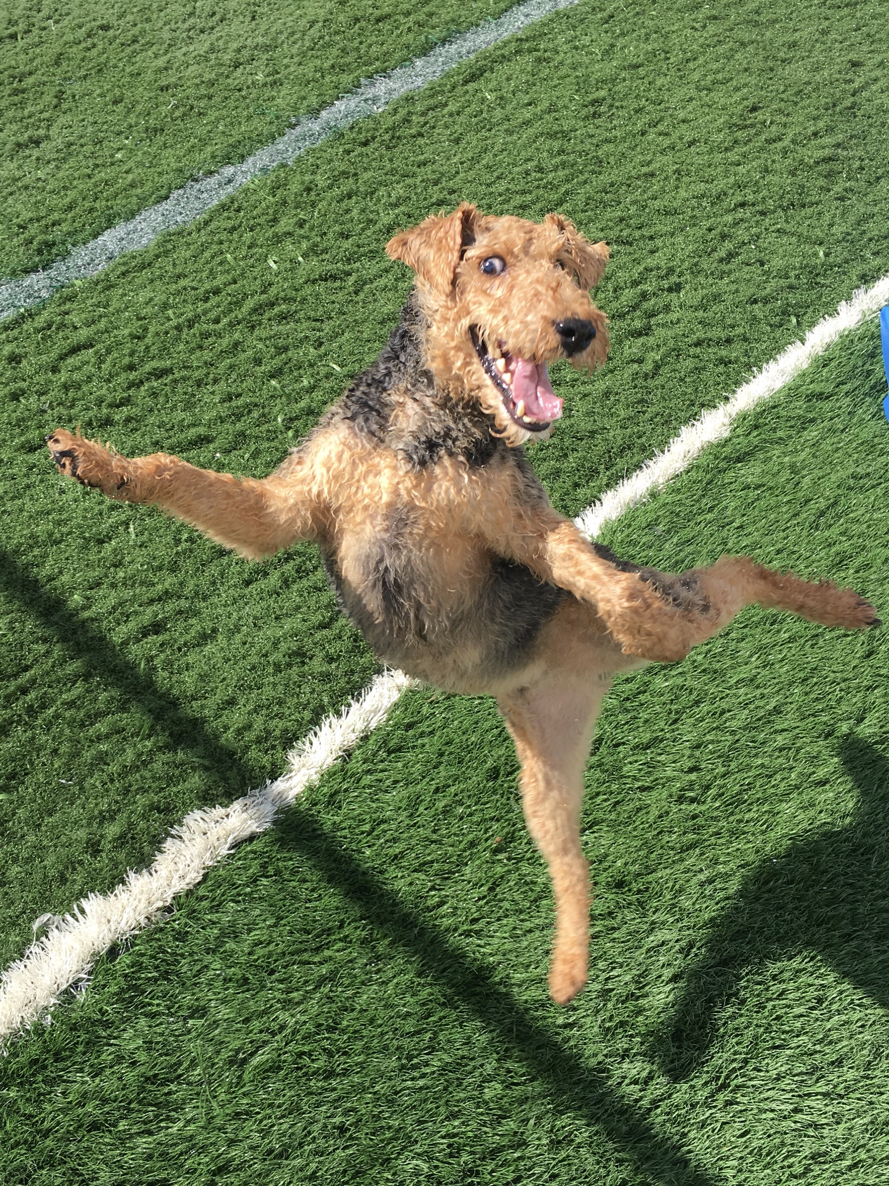 Dog Boarding, Training, and Daycare in Matthews and Charlotte Area