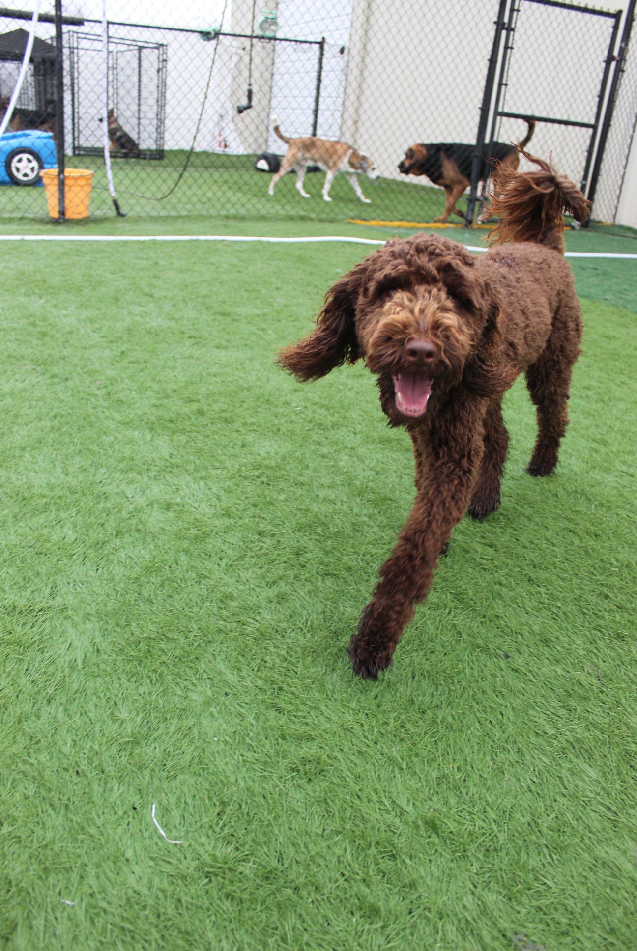Dog Boarding, Training, and Daycare in Matthews and Charlotte Area